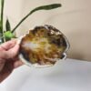 Peça Única - Base de Ágata Enerzizadora 100g